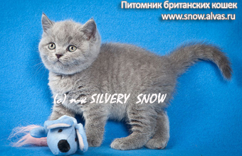 Голубые британские котята из питомника Silvery Snow