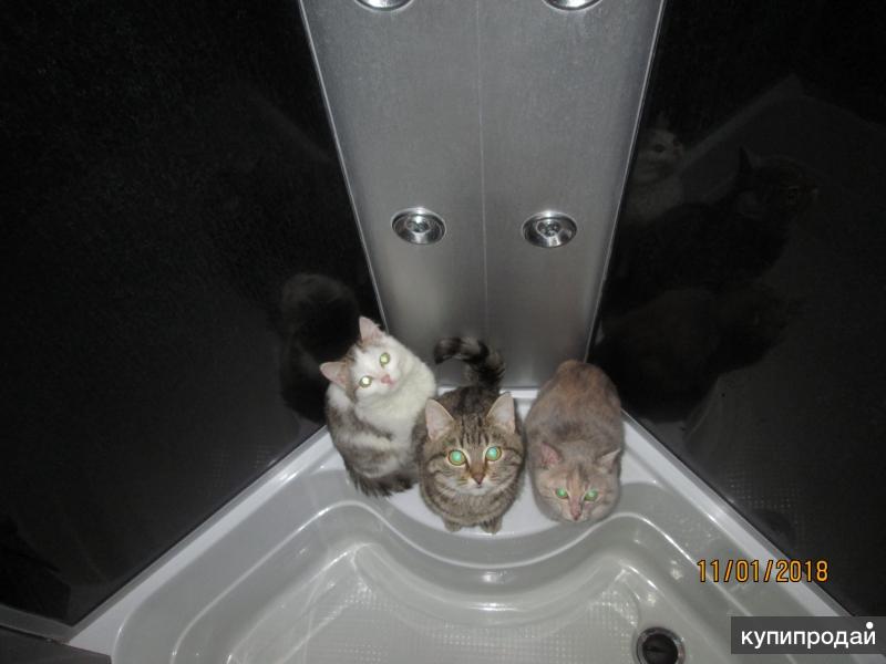 Котята - котобанда толя + беляш и их сестренка