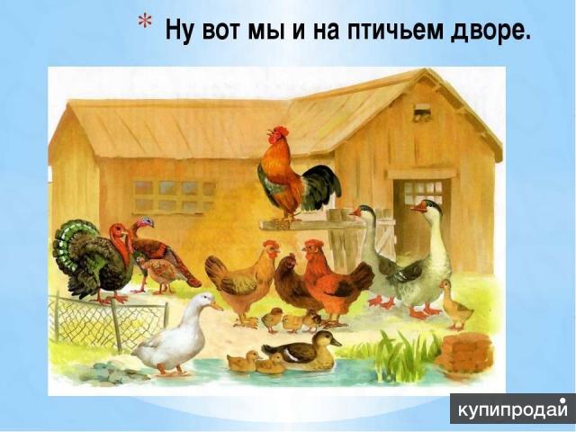 Реализация живой с/х птицы: Куры,утки,гуси,муларды