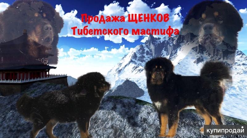 Щенки Тибетского мастифа