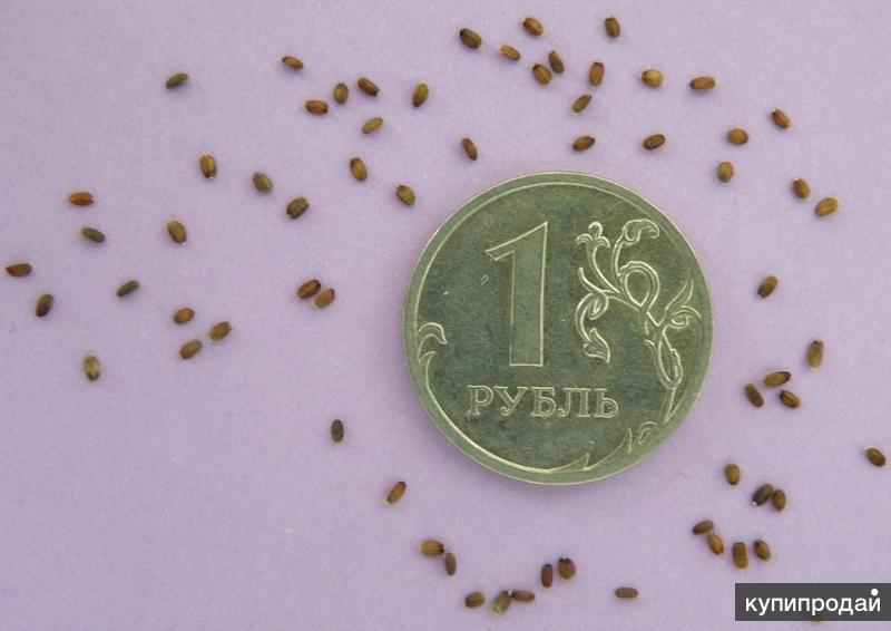 Семена Медоносов Почтой Интернет Магазин