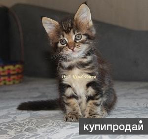 Крупные котята мейн кун редких окрасов