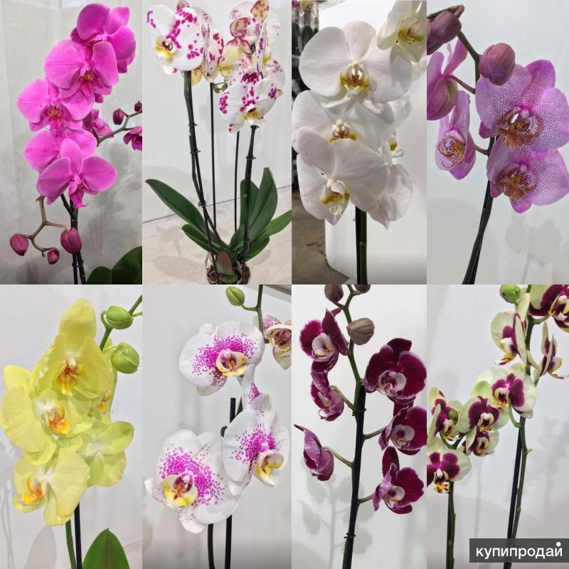 Где Купить Орхидею В Самаре