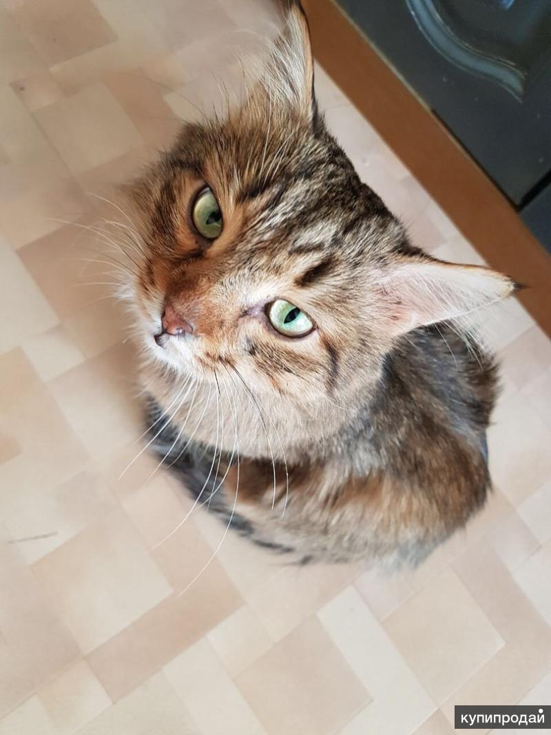 Настрадавшийся котик Кузя ищет дом