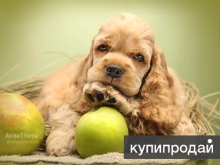 Американский кокер спаниель щенки
