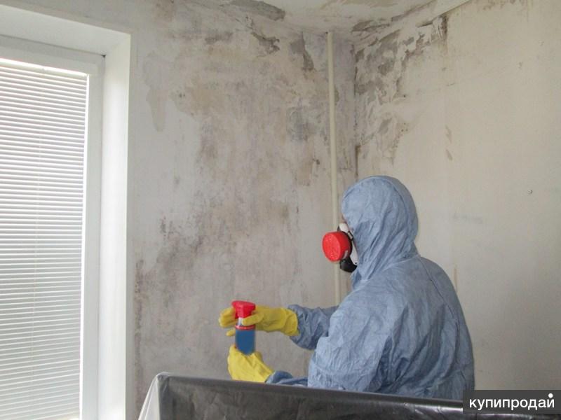 Как в домашних условиях убрать плесень 269