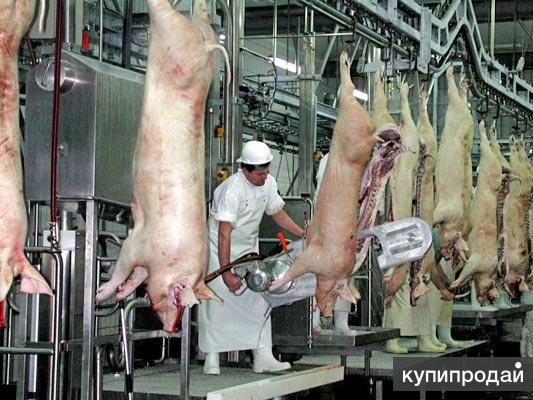 Убой свиней и крс. Оборудование для цехов