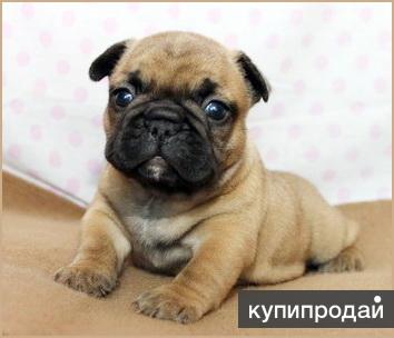 Щенки французского бульдога из питомника