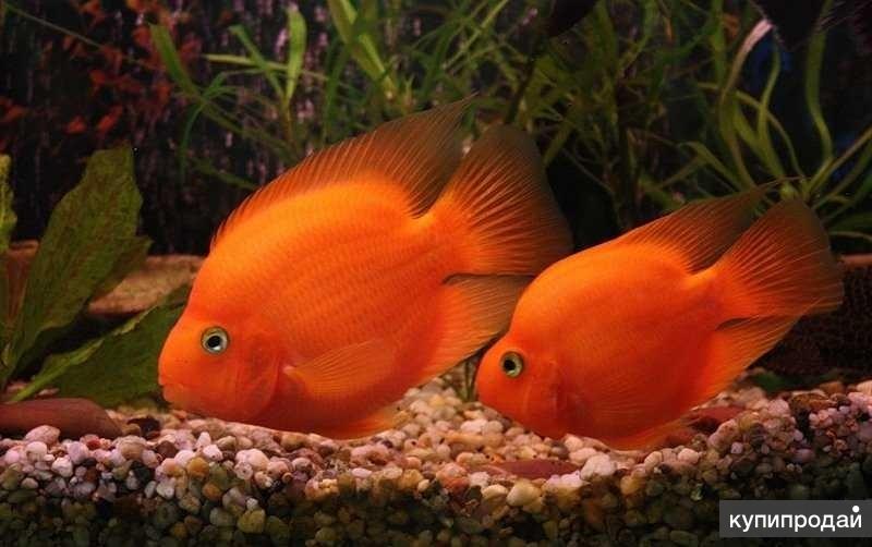 ЦИХЛИДЫ - КРАСНЫЙ ПОПУГАЙ - (Red Parrot Cichlid)
