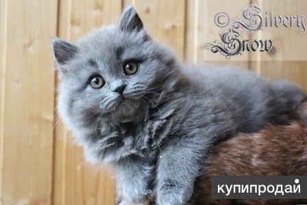пушистые как персы. Британские длинношерстные