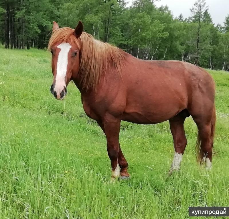 Где Купить Лошадь В Новосибирске