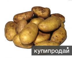 Картофель оптом калибр 5+ от производителя / 10 рублей за кг