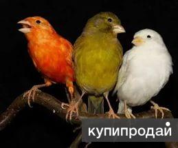 Канарейки(кенара) самцы и самки