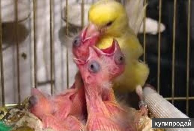 Уход за кенаром в домашних условиях Уход за кенаром в домашних условиях