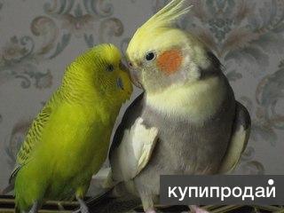 Попугаи много разных