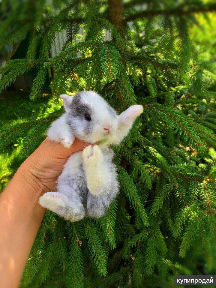 Где Можно Купить Кролик Живой