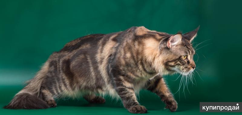 Котята Мейн Кун из питомника "Barus-Freze"