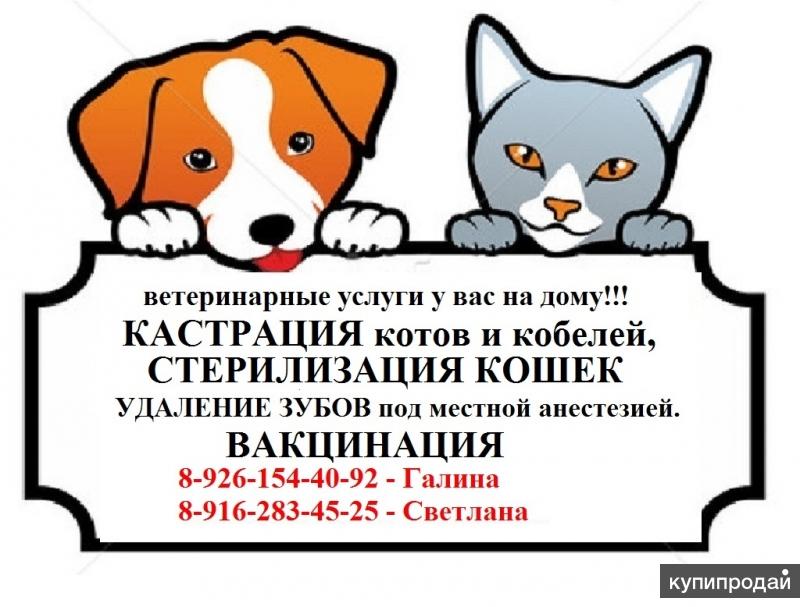 кастрация котов и кобелей,стерилизация кошек на дому недорого