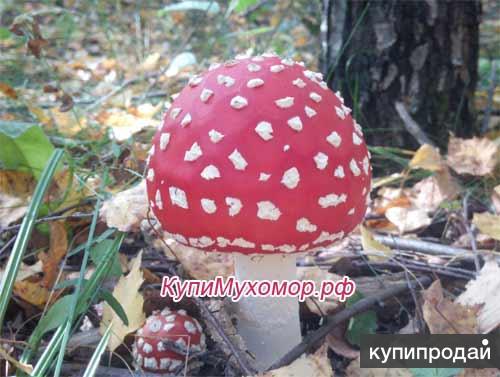 Сушеные мухоморы