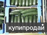 Кабачки цукини из Испании