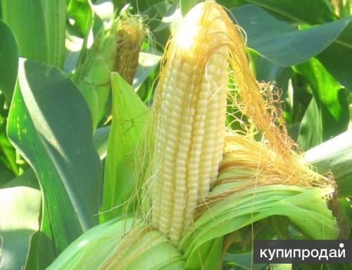Гибриды семена кукурузы Делитоп, Фалькон, Нерисса от Syngenta