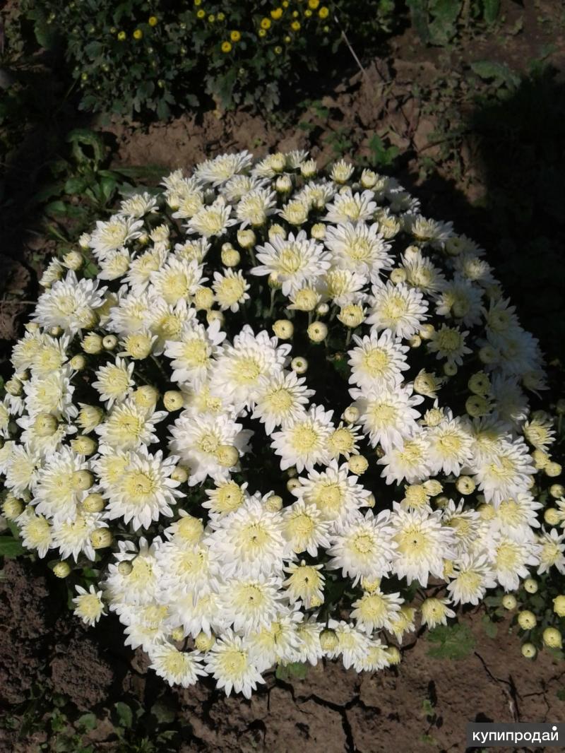 сорта шаровидных хризантем с фото и названиями