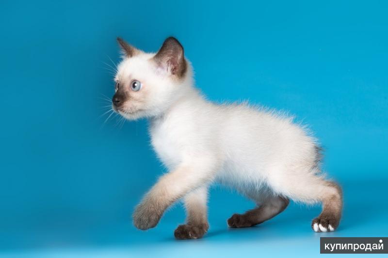 Котята той боб