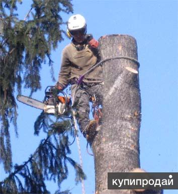 Спилить, удалить, обрезать деревья в Черноголовке