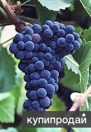 Продам виноград разных сортов на вино