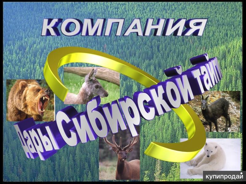 Покупаем рога оленя, лося!!!