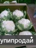 Цветная капуста из Испании