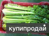 Сельдерей из Испании