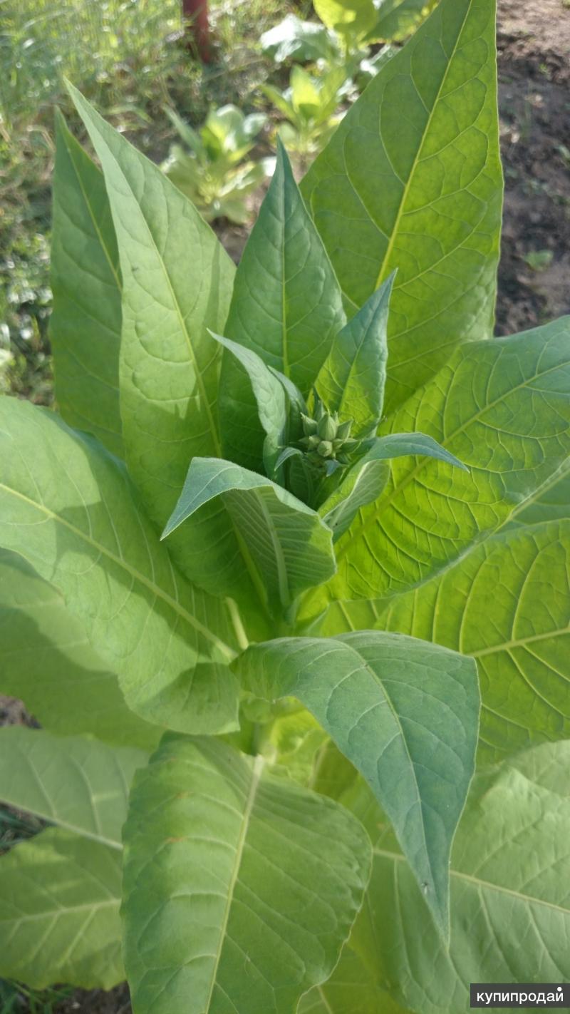 Сорт клубники хуми гранде отзывы фото Сорт клубники хуми гранде отзывы фото