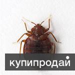 Уничтожение клопов, тараканов, блох, комаров, муравьёв, плесени и грызунов.
