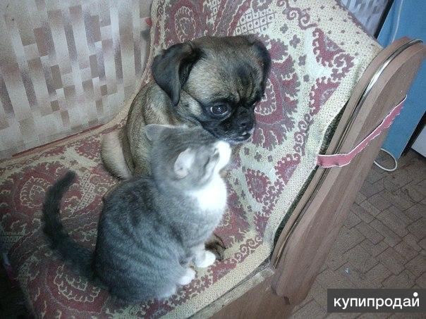 гостиница для животных