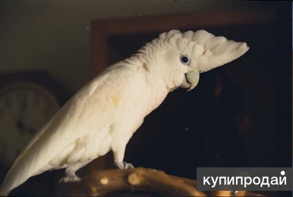 Какаду соломонов или соломонский