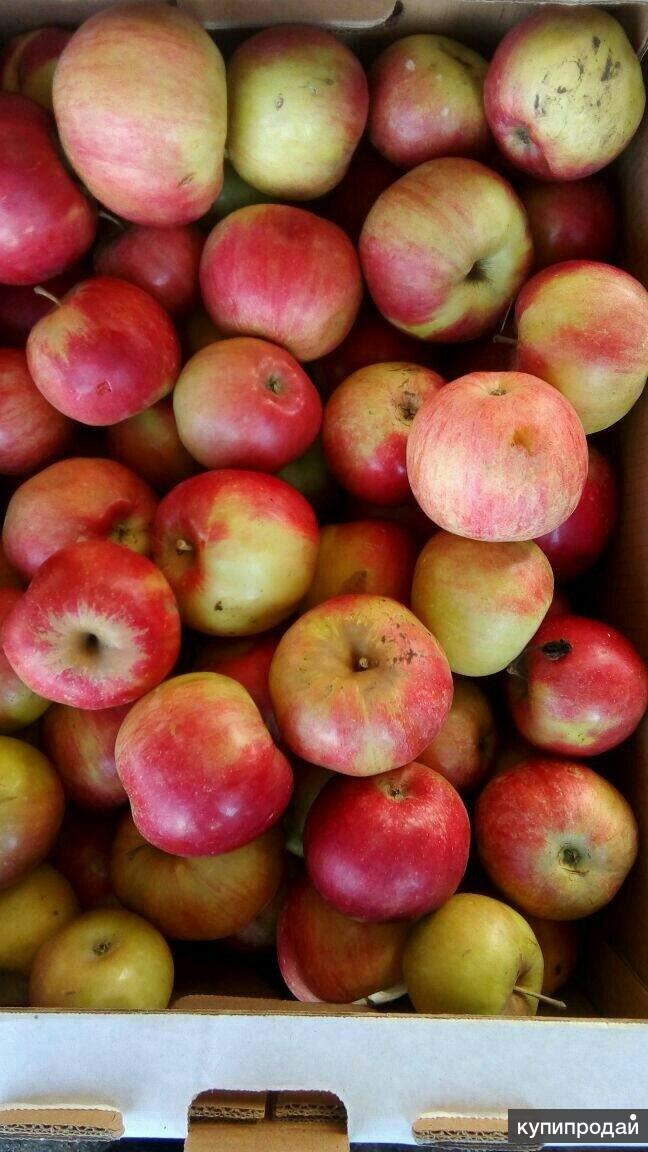 Сорта яблок для краснодарского края фото с названием