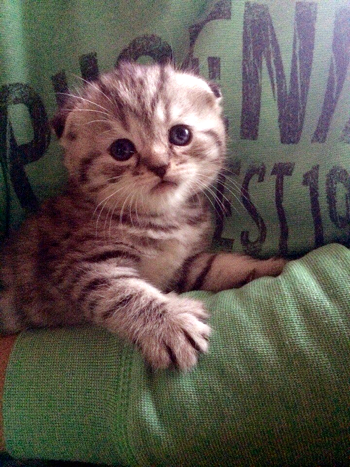 в добрые руки дмитров