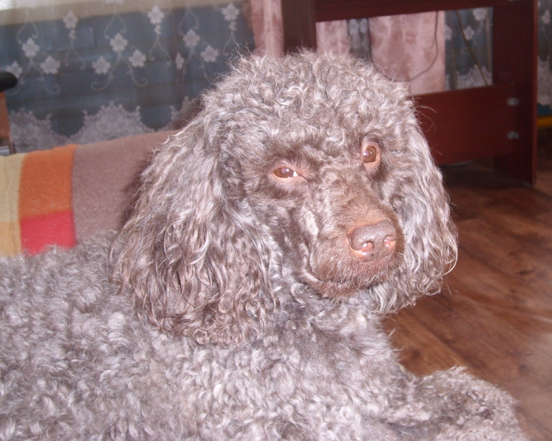 пудель вагнер апл. старый пудель. седой коричневый пудель. смешной пудель. белый королевский пудель.