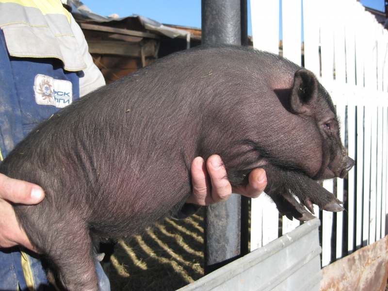 Купить Вьетнамских Поросят На Авито Владимирская Область