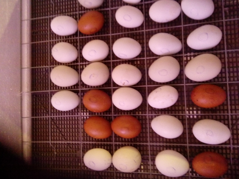 Купить инкубационное яйцо в свердловской области. Араукана инкубационное яйцо. Маран черно медный яйца. Маран инкубационные яйца LPH. Шоколадные узкие яйца кур.