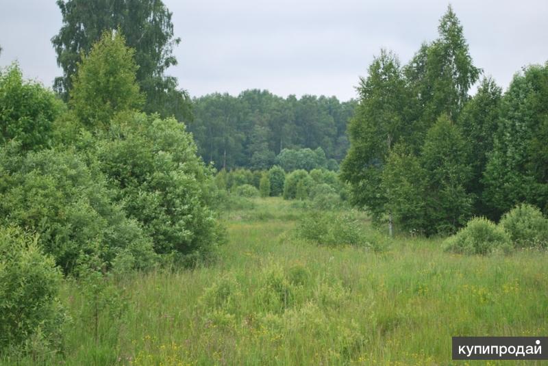 25 га. Гагаринский район рельеф. Гагаринский район Смоленск фото лесов.