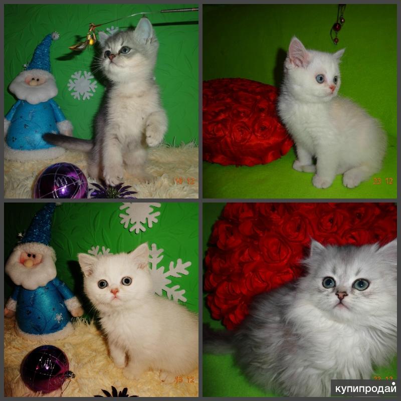 Где Купить Котенка В Краснодаре