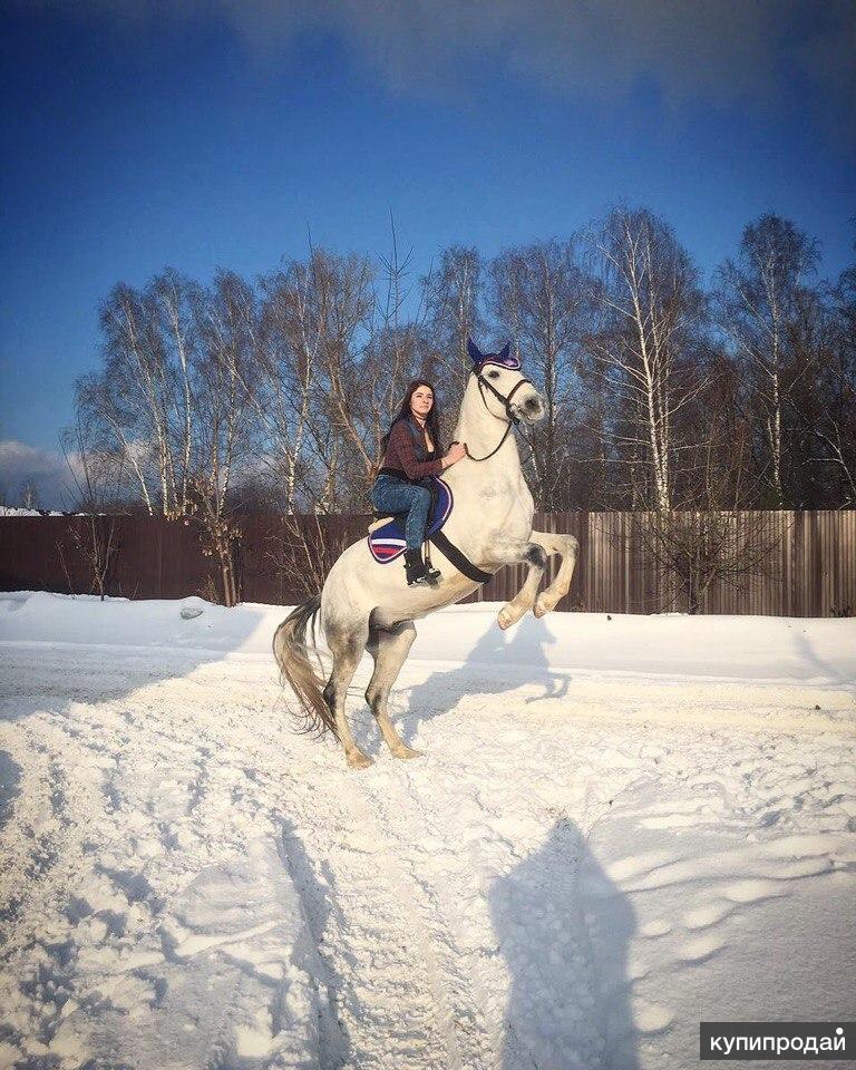 Конный клуб мечта. Фотосессия с лошадью зимой. Зимняя прогулка на лошадях. Прогулка на лошадях зимой. Прогулка верхом зимой.