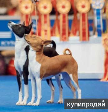 щенки Басенджи