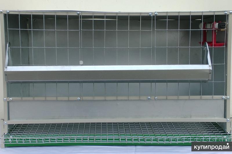 Купить Несушек На Авито В Кирове