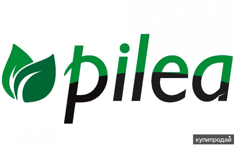 Pilea Интернет Магазин Растений