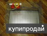 Клетки для содержания перепелов