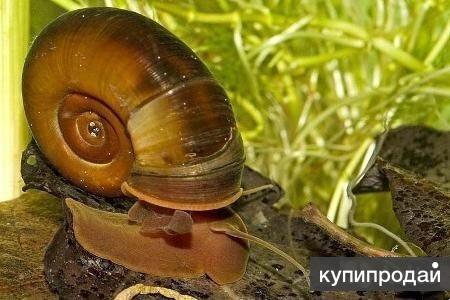 Улитки Катушки
