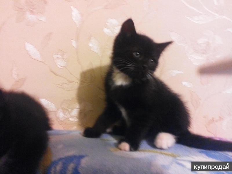 щелково в добрые руки